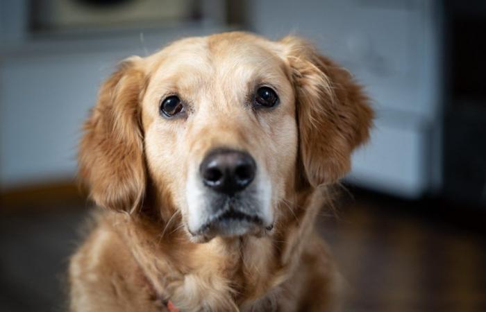 a heroic dog guides help to her injured master