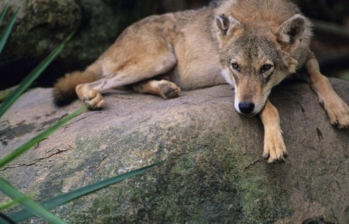 In India, villagers kill the last wolf of a pack that killed 8 children