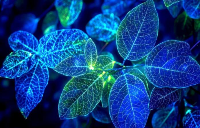 what if it was soon possible to light up with plants?