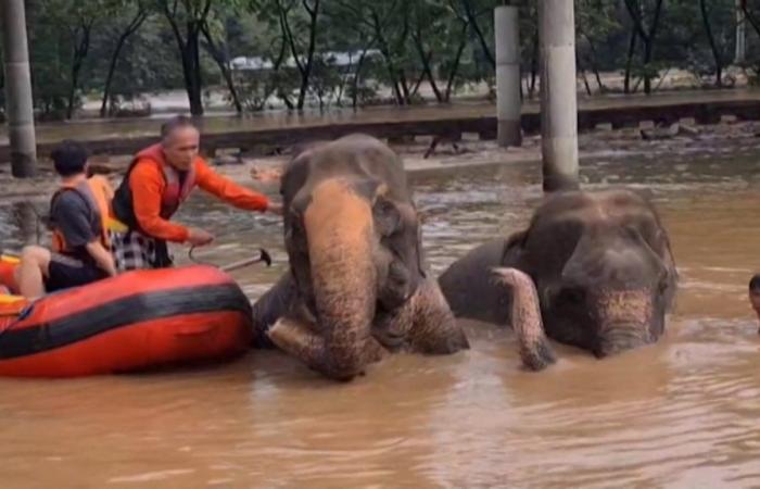 Floods in Thailand: two elephants drowned at a sanctuary in Chiang Mai, a hundred already saved