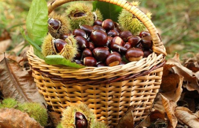 Where and how to harvest chestnuts in French-speaking Switzerland? – rts.ch