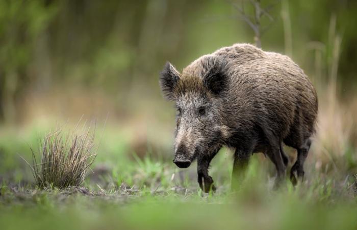 Invasion of wild boars in Yvelines: fear and dismay in Vaux-sur-Seine