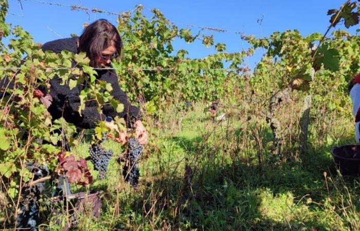 In Chinon, more than forty people become grape pickers for a day at the Pierre and Bertrand Couly estate