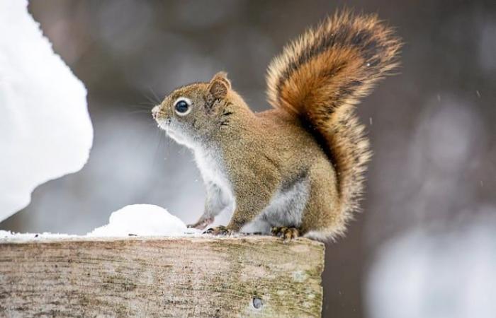 It’s not the squirrels’ fault – but maybe a little, all the same…