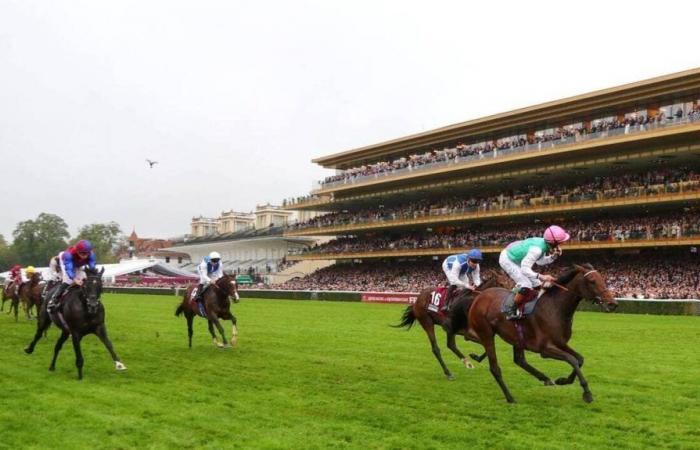 the Mayenne horse Haya Zark would have died