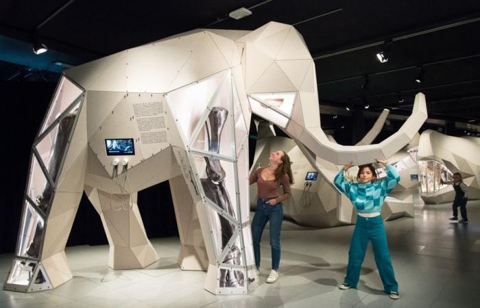 the large mammals of the past stars of the new exhibition at the Toulouse Museum