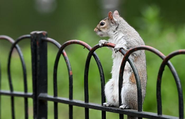 It’s not the squirrels’ fault – but maybe a little, all the same…