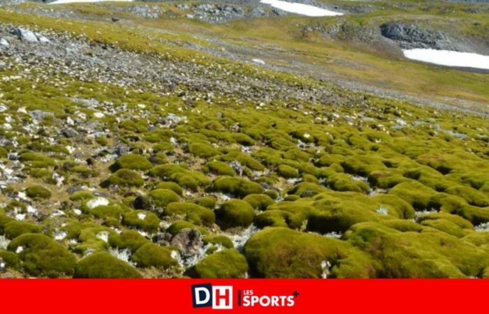 “Widespread greening” is spreading in Antarctica: how can we explain it?