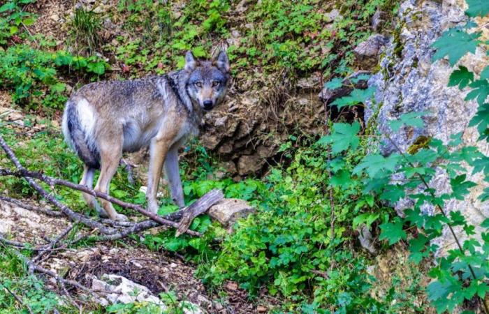 The Neuchâtel wildlife police shoot a wolf