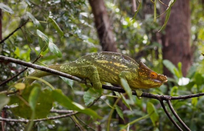 Muzoo presents Alfred the chameleon