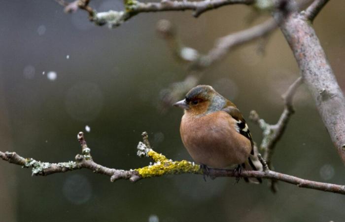 More than 93,000 birds recorded at EuroBirdwatch in Switzerland