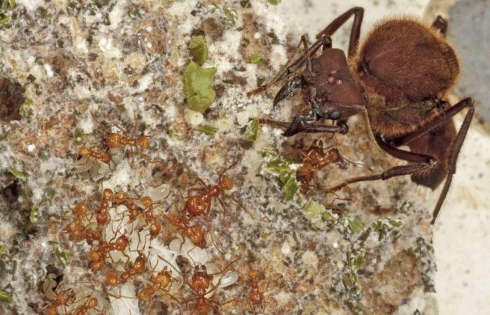 Ants invented agriculture after the fall of the asteroid that brought about the end of the dinosaurs