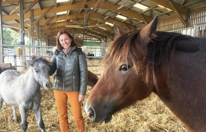 In Nouzilly, horses explore human emotions