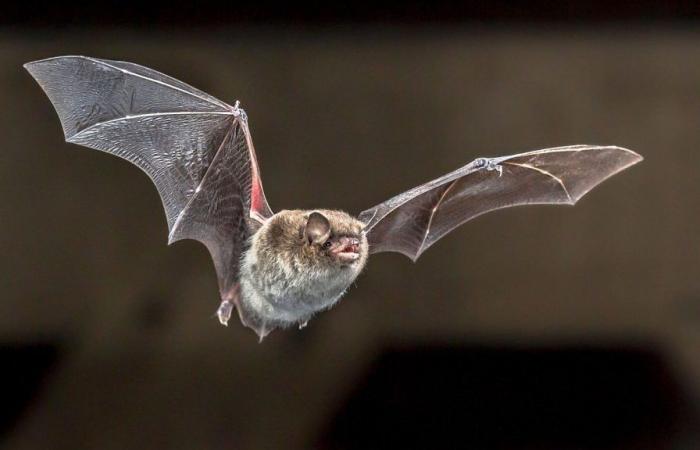 Rabies detected in bats – Canton of Glarus