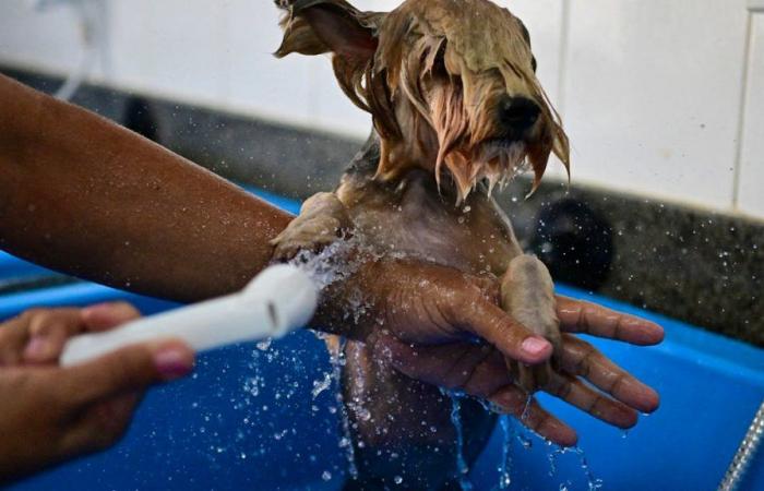 At the spa, “dog life” takes on another meaning