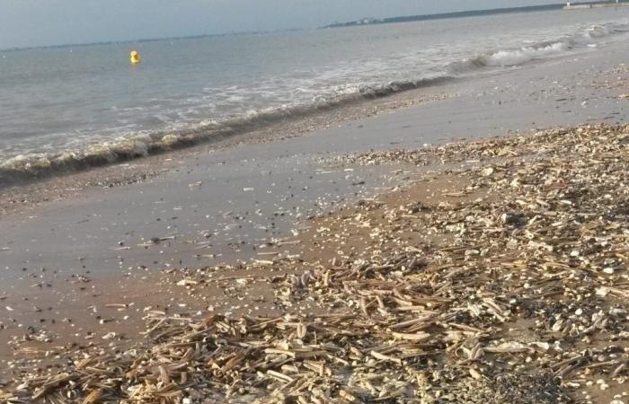 Hundreds of thousands of knives washed up on this Loire-Atlantique beach