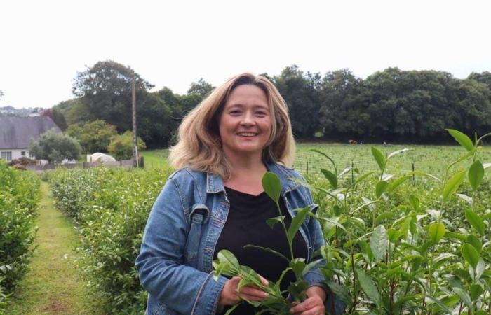 Nolwenn Jan cultivates more than 12,000 tea plants in Quimper