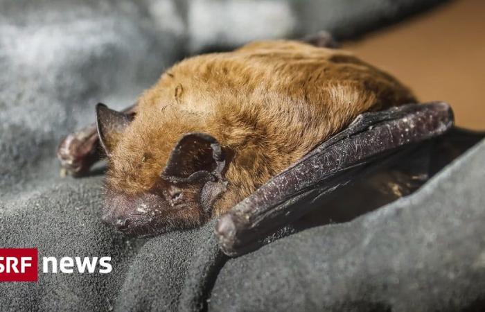 Canton of Glarus – Rabies detected in bats – News