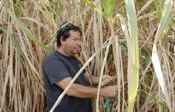 in Reunion, farmers are abandoning sugar cane