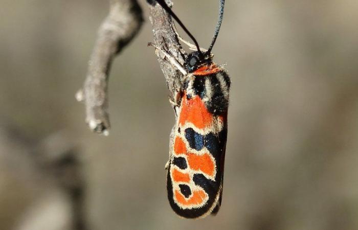 A fruitful Lépi’outing for the Gard nature association