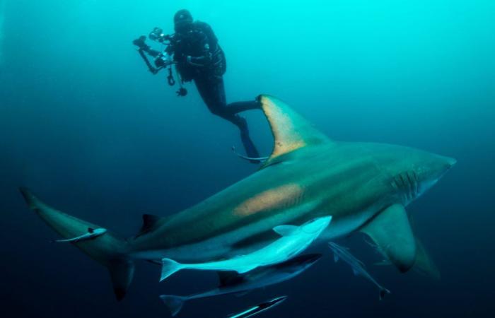 American tourist eaten by shark while on vacation in Indonesia