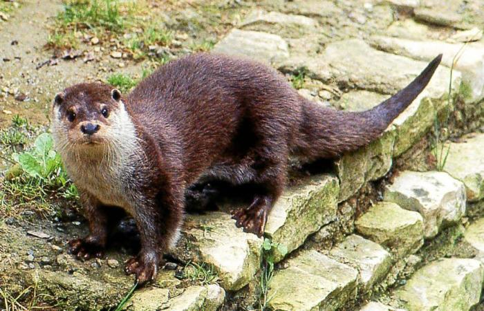 The otter would be back in Ille-et-Vilaine: we carried out the investigation