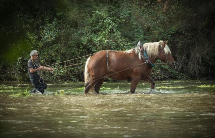 What are these horses equipped with a harrow doing in the Touvre? An expert says everything about this spectacular operation