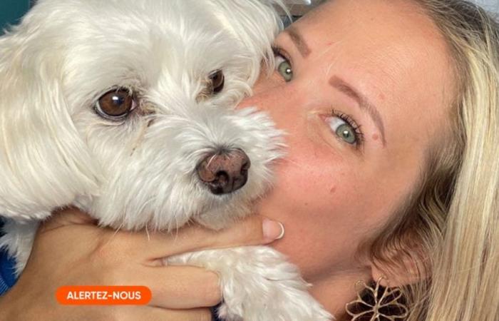 Christelle’s dog was killed before her eyes: “The shock suffered could have serious consequences for the rest of my pregnancy”