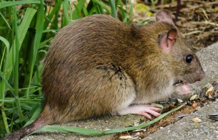 What is leptospirosis, from which a Picard died after being bitten by a rat?