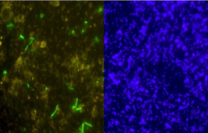 It’s really true! Ancient microbes have been discovered alive in a 2 billion year old rock!