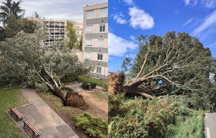 images of uprooted trees and floods, from Lyon to the west of France