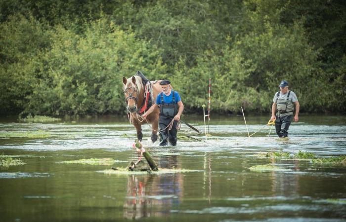 What are these horses equipped with a harrow doing in the Touvre? An expert says everything about this spectacular operation