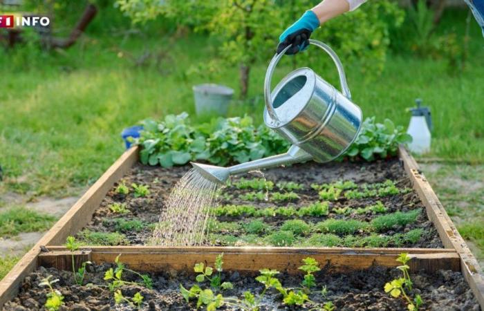 Is the Davos Forum really calling for a ban on vegetable gardens to fight climate change?