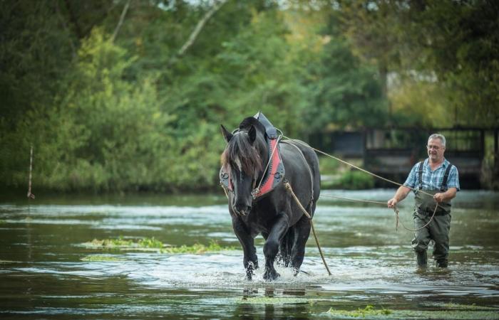 What are these horses equipped with a harrow doing in the Touvre? An expert says everything about this spectacular operation