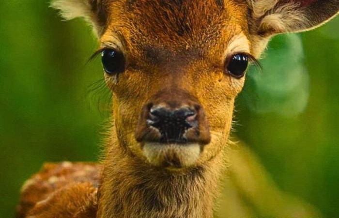 Bambi, the story of a life in the woods