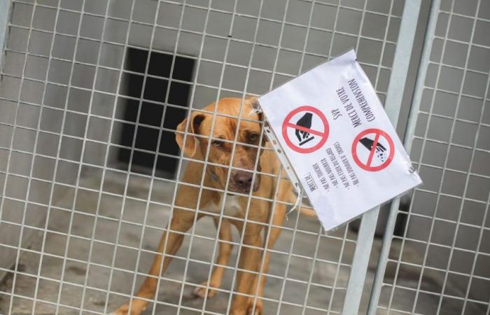 A veterinarian and an employee of the ATPA shelter in Toulouse placed in police custody for animal abuse