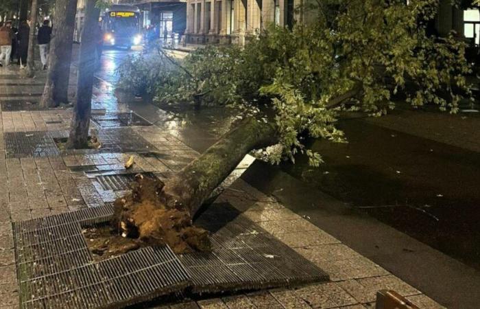 a tree collapses on cables rue de la République, Lyon transport disrupted