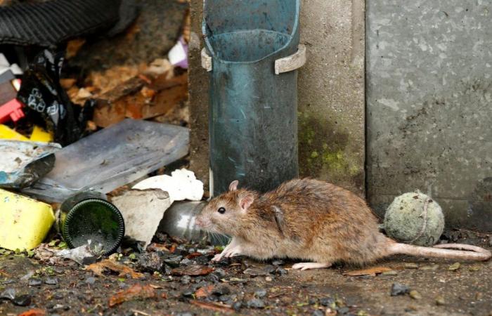 He was bitten by a rat and died a few days later