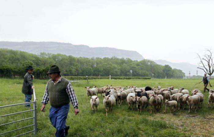 Blue tongue disease is spreading in Switzerland