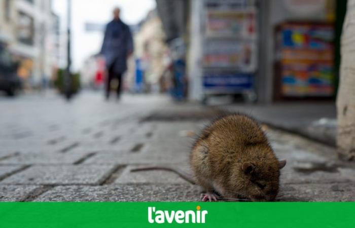 France: a man dies after being bitten by a rat