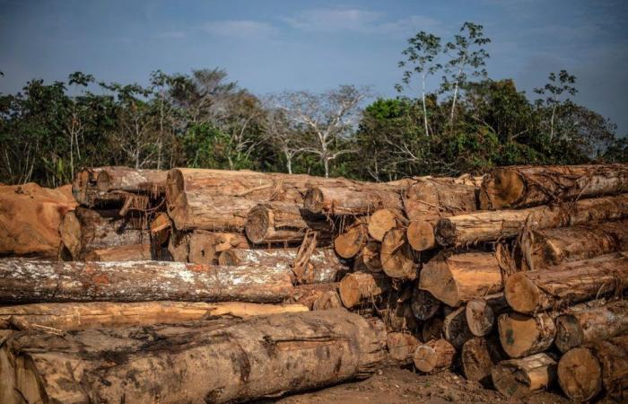 Brazil: Illegal logging is on the rise in the Amazon