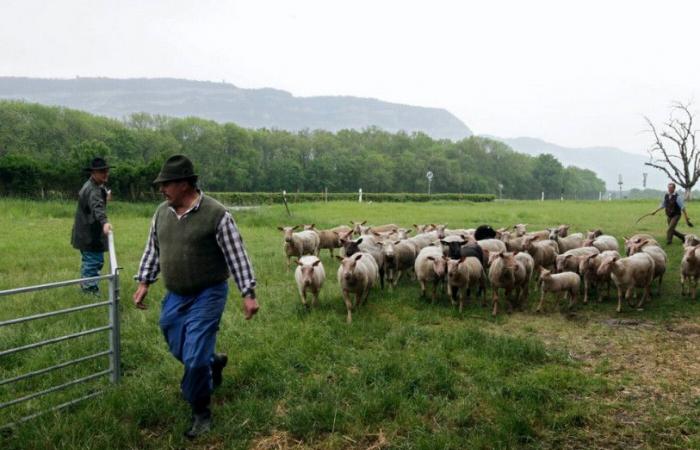 Blue tongue disease is progressing in the Jura