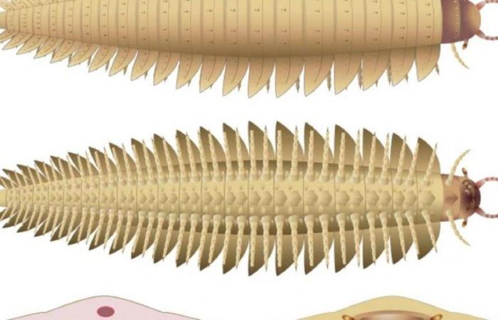 Scientists model head of 2.6 meter long extinct giant centipede