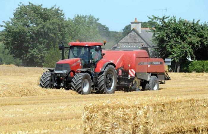 Less cereals, the price of straw soars