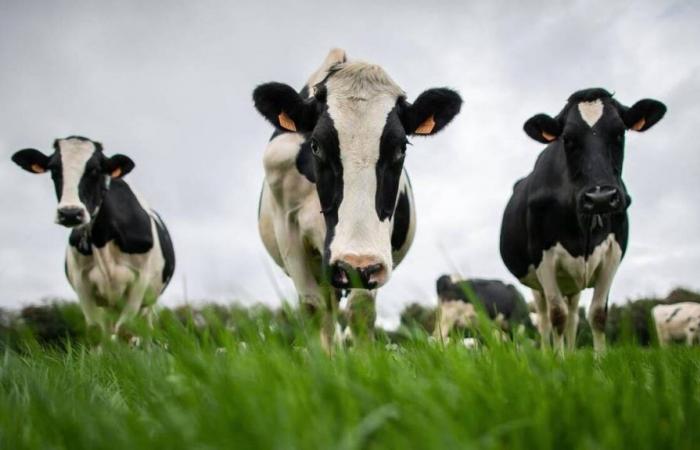 Lactalis. What future for milk producers in Maine-et-Loire whose contract has been terminated?