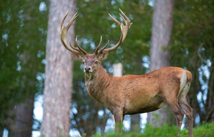 Two deer found decapitated in quick succession in Haute-Garonne: what happened?