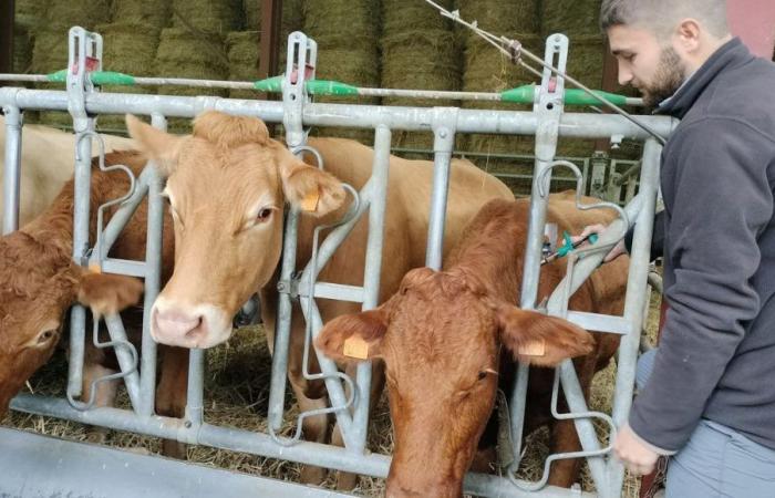 Bluetongue: a farm in Isère vaccinates all its cows, “we didn’t think we would be affected at altitude”