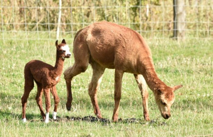 Discover the baby alpaca born in this animal park in Seine-et-Marne