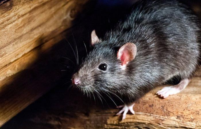 Death of a forty-year-old bitten by a rat: what is leptospirosis, which he suffered from?