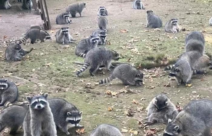 Invaded by a hundred raccoons, she calls the police for help